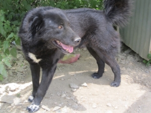 BlackJack Zorro DogsaviorHp Dez194