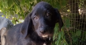 Blue Zorro Dogsavior Beitragsbild Juli19 1