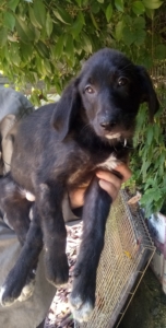 Blue Zorro Dogsavior Juli19