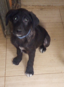 Blue Zorro Dogsavior Juli19 2
