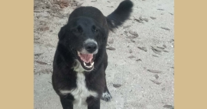 Darya Zorro Dogsavior Beitragsbild Juli19