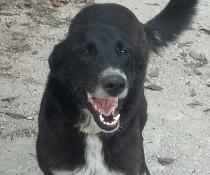 Darya Zorro Dogsavior HP Juli19