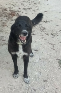 Darya Zorro Dogsavior Juli19