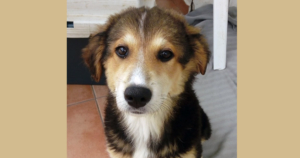 Dina Zorro Dogsavior Beitragsbild Juli19