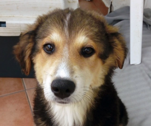 Dina Zorro Dogsavior HP Juli19