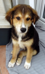 Dina Zorro Dogsavior Juli19