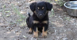 Ela Zorro Dogsavior Beitragsbild Juli19