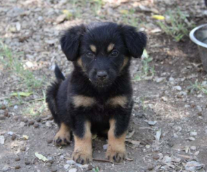 Ela Zorro Dogsavior HP Juli19