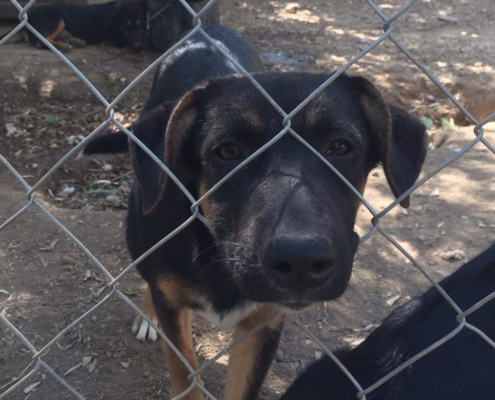 Ela Zorro Dogsavior HP Okt19