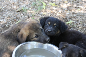 Ela Zorro Dogsavior Juli19