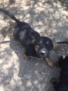 Ela Zorro Dogsavior Juli19