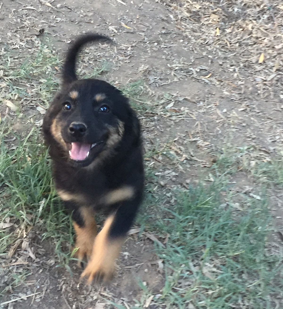 Ela Zorro Dogsavior Juli19 1 e1563043394170