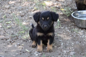 Ela Zorro Dogsavior Juli19
