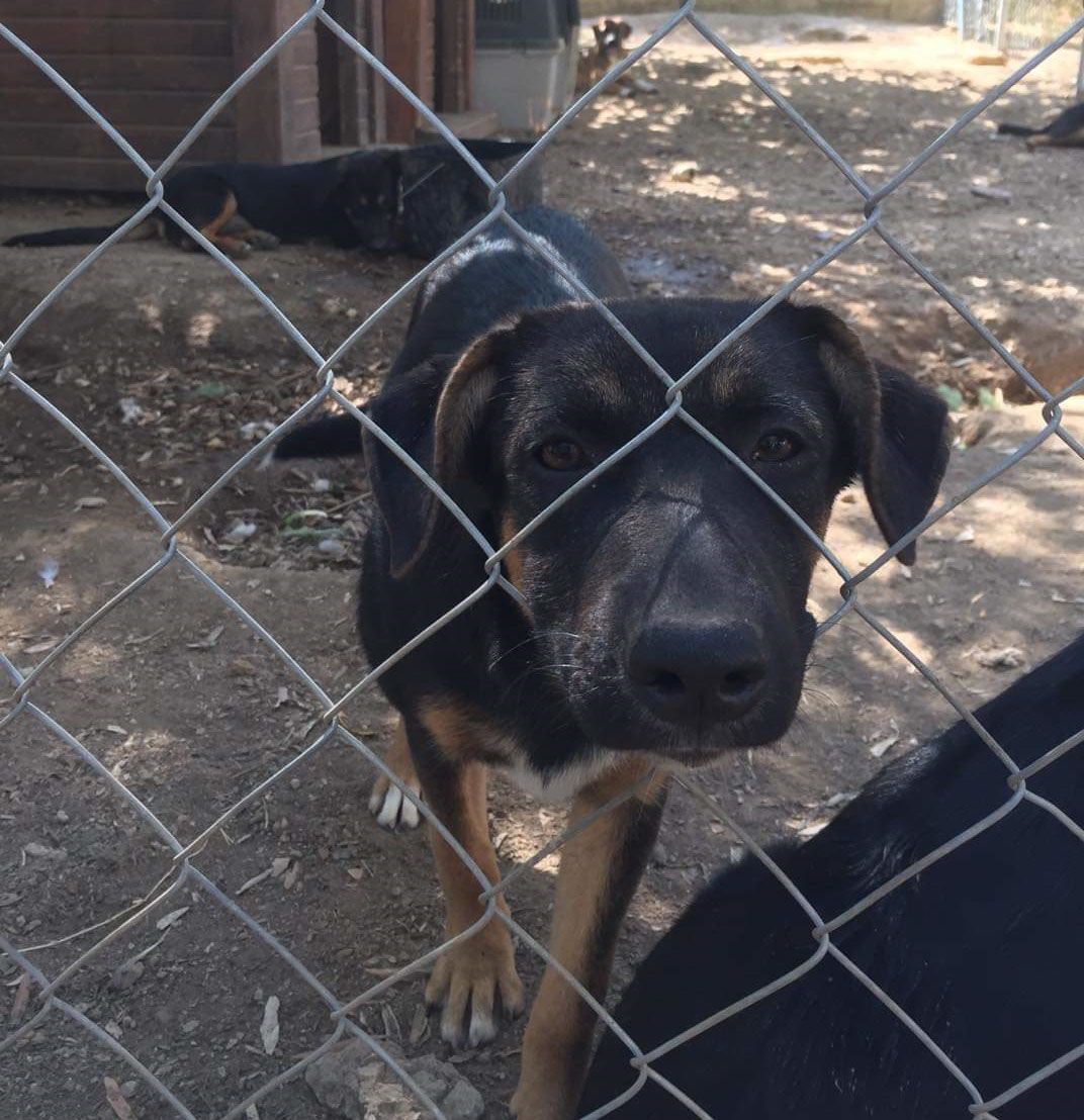 Ela Zorro Dogsavior Okt19