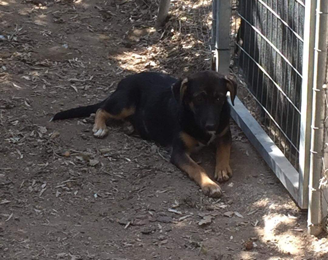 Ela Zorro Dogsavior Okt19 