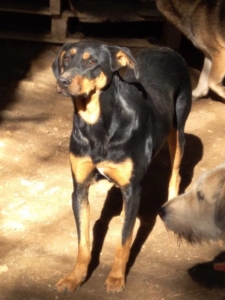 Fedra Zorro Dogsavior April19