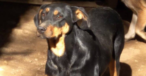 Fedra Zorro Dogsavior Beitragsbild April19
