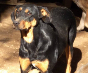 Fedra Zorro Dogsavior HP April19