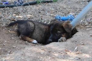 Fifi Zorro Dogsavior Juli19