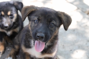 Fifi Zorro Dogsavior Juli19