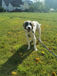 Flip ZorroDogsavior HP Nov19