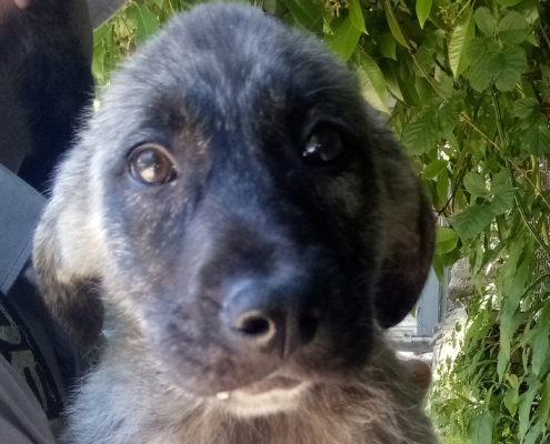 Grizoulis Zorro Dogsavior HP Juli19
