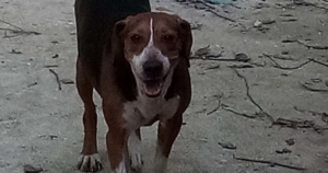 Hannah Zorro Dogsavior Beitragsbild Juli19