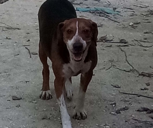 Hannah Zorro Dogsavior HP Juli19