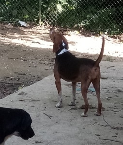 Hannah Zorro Dogsavior Juli19