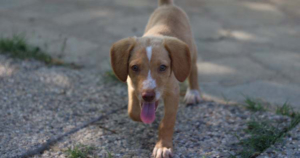 Honey Zorro Dogsavior Beitragsbild Juli19