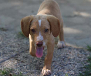 Honey Zorro Dogsavior HP Juli19