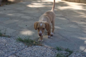 Honey Zorro Dogsavior Juli19