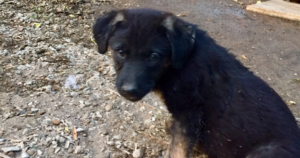 Kitti Zorro Dogsavior Beitragsbild Juli19