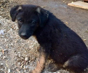 Kitti Zorro Dogsavior HP Juli19