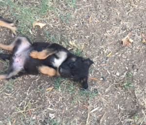 Kitti Zorro Dogsavior Juli19