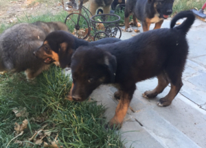 Kitti Zorro Dogsavior Juli19 1