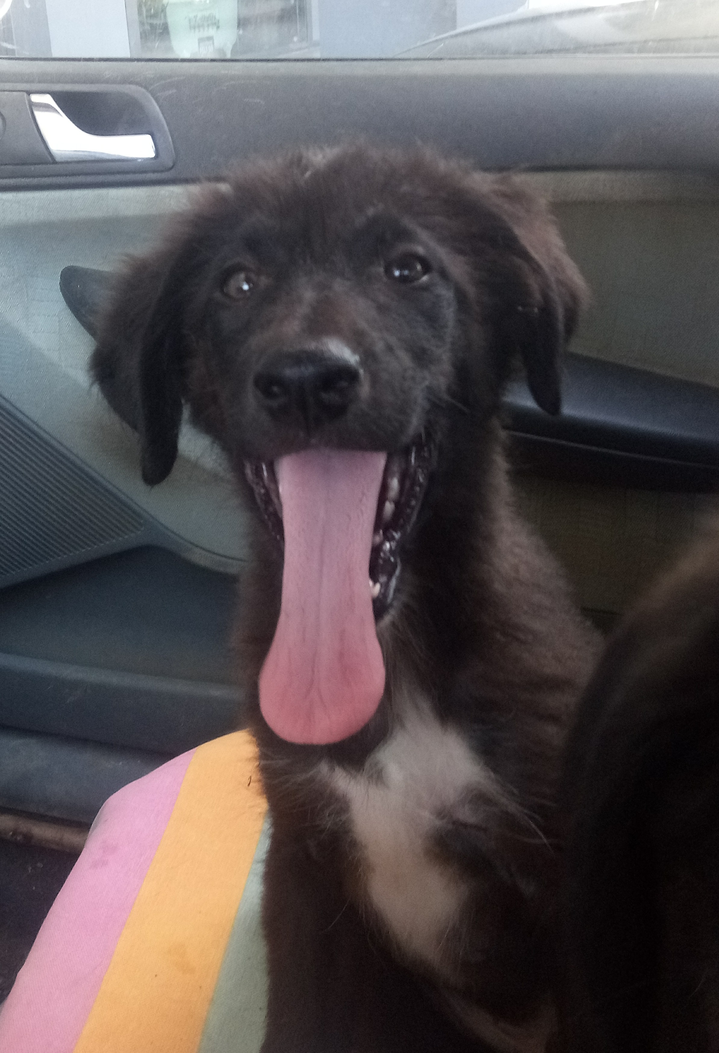 Mallias Zorro Dogsavior Juli19