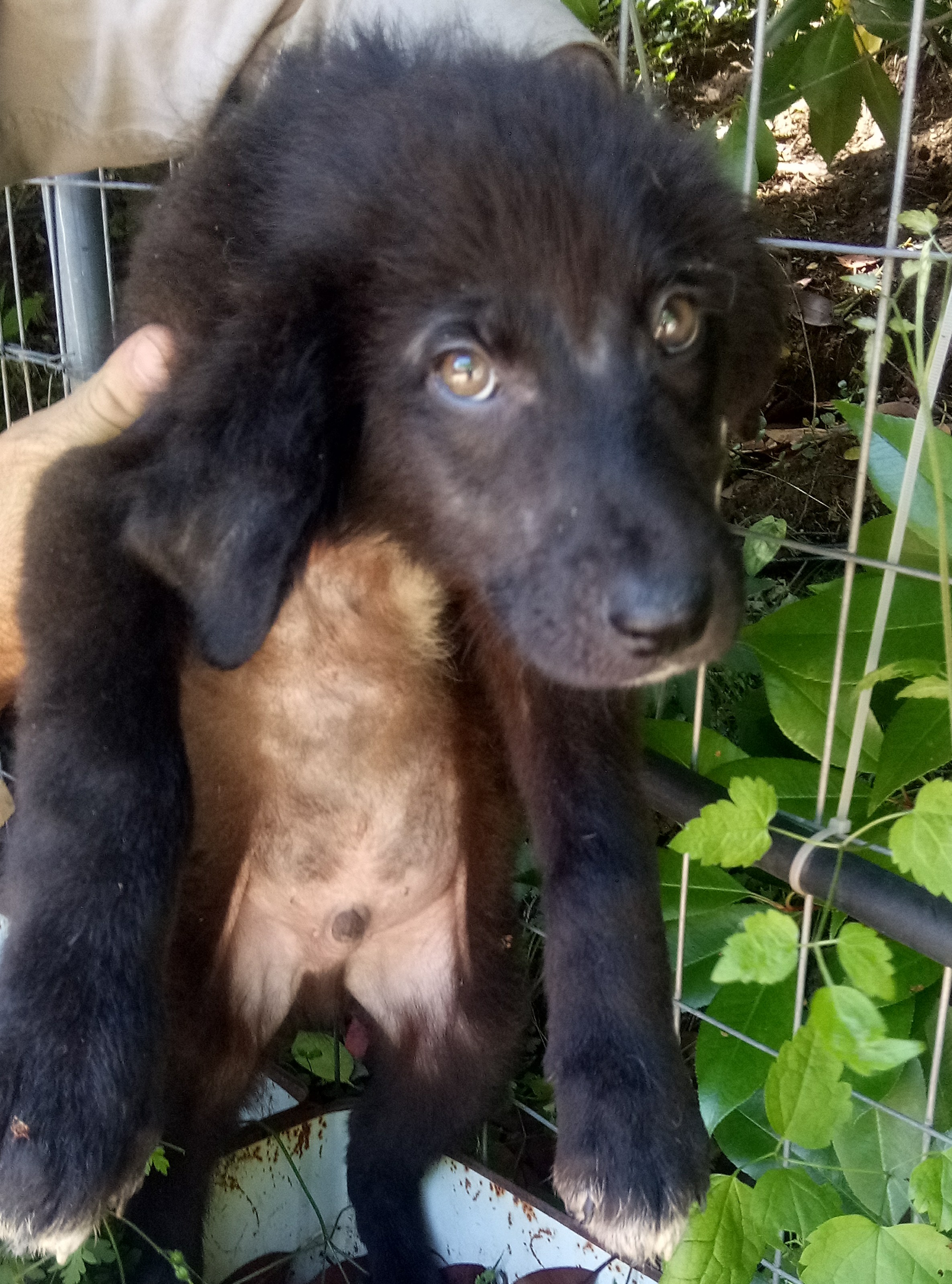 Mallias Zorro Dogsavior  Juli19