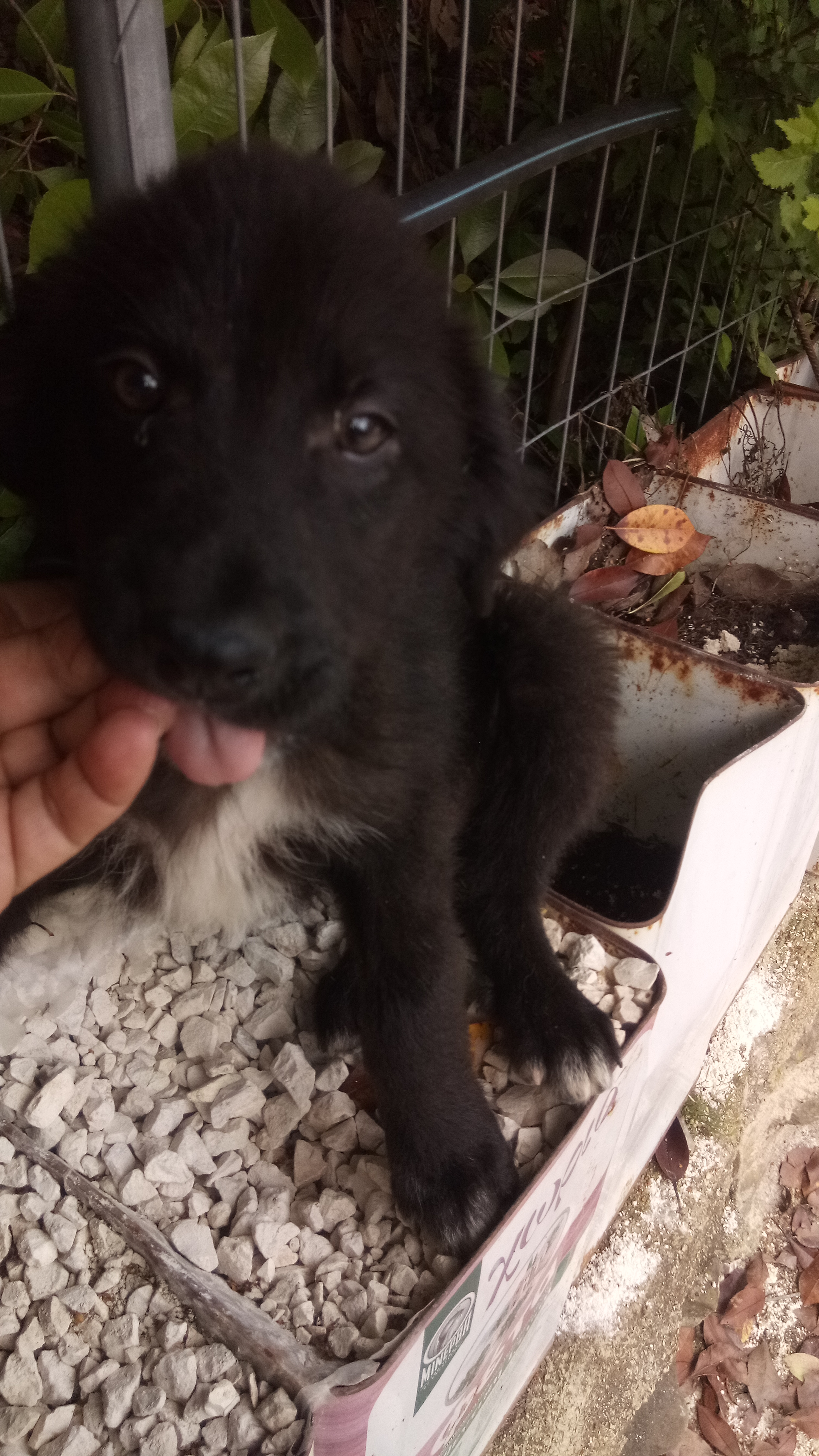 Mallias Zorro Dogsavior  Juli19 