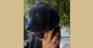 Red Zorro Dogsavior Beitragsbild Juli19