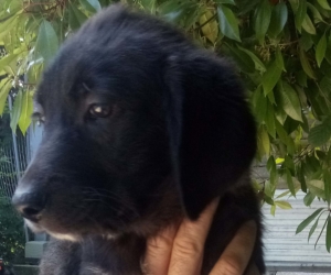 Red Zorro Dogsavior HP Juli19