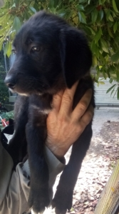 Red Zorro Dogsavior Juli19