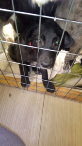 Red Zorro Dogsavior Juli19