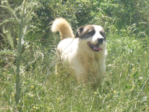 Rocky Zorro DogsaviorHp Dez19