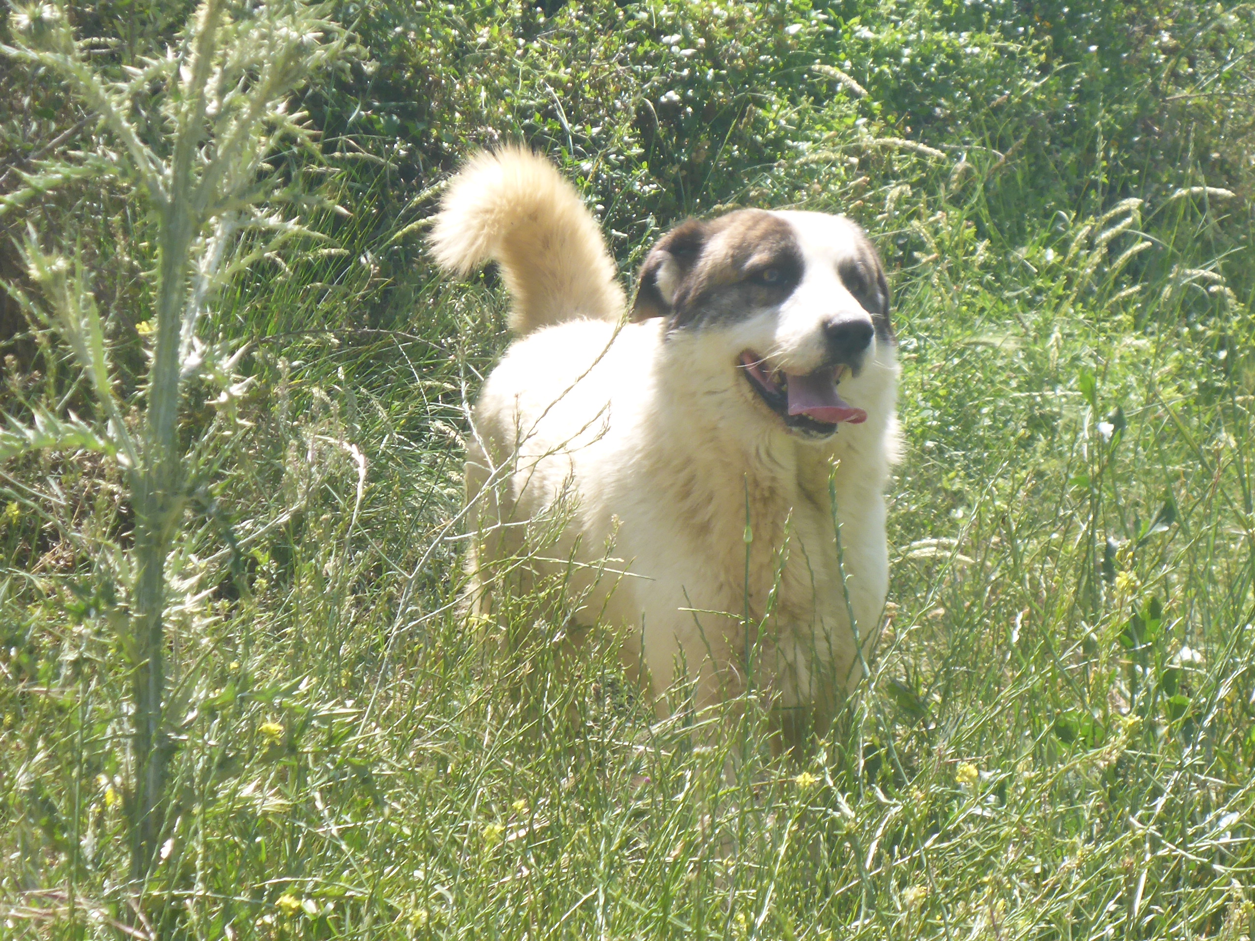 Rocky Zorro DogsaviorHp Dez19