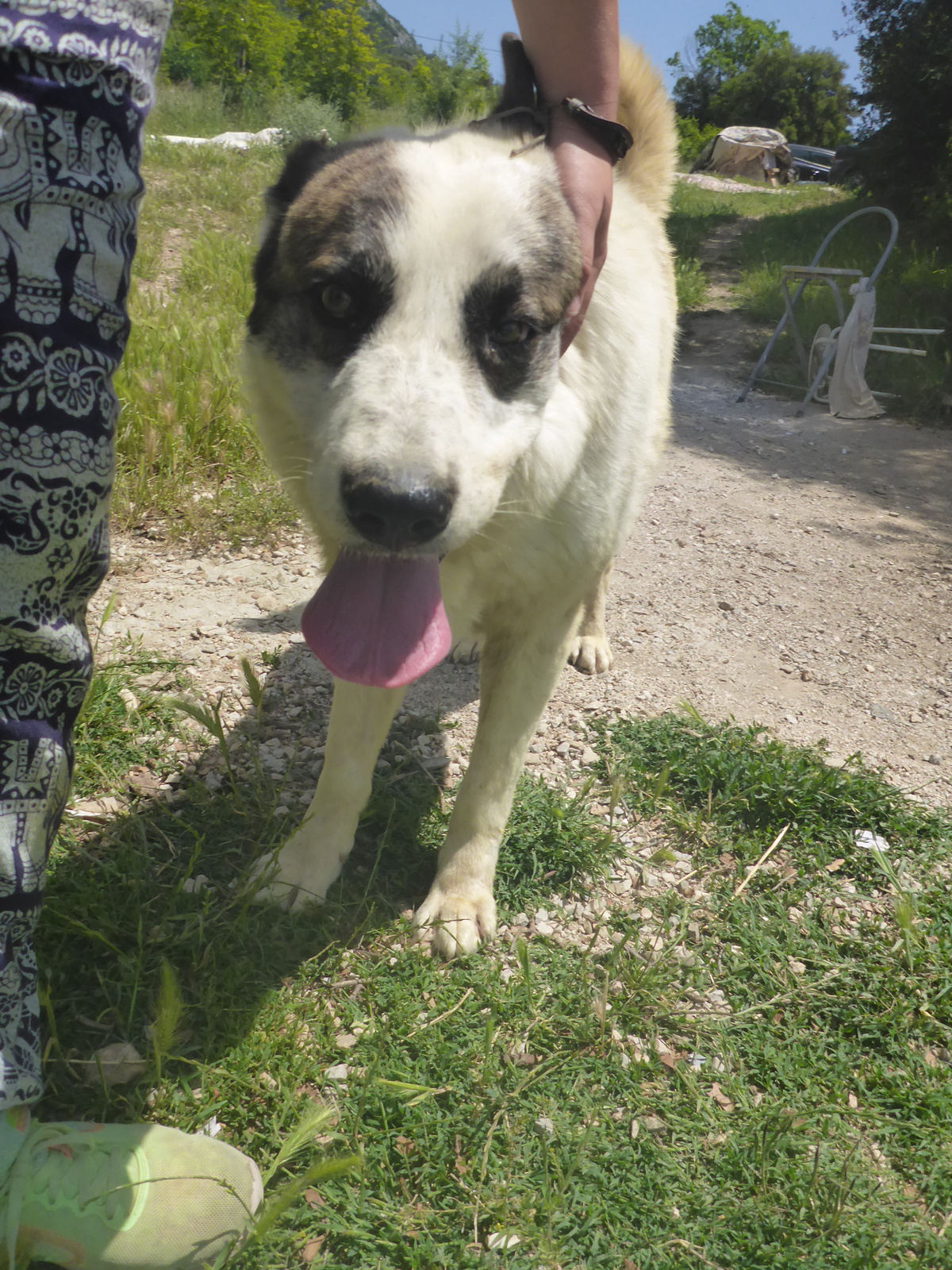 Rocky Zorro DogsaviorHp Dez192