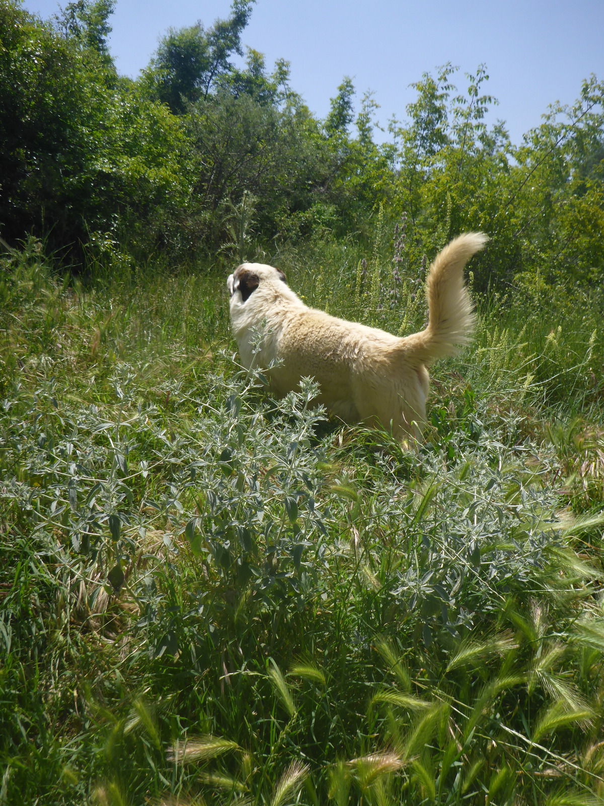 Rocky Zorro DogsaviorHp Dez193