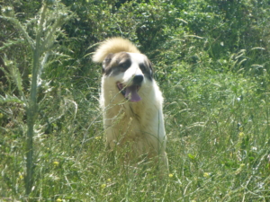 Rocky Zorro DogsaviorHp Dez194