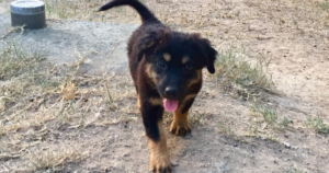 Strella Zorro Dogsavior Beitragsbild Juli19