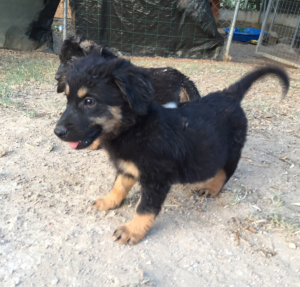 Strella Zorro Dogsavior Juli19